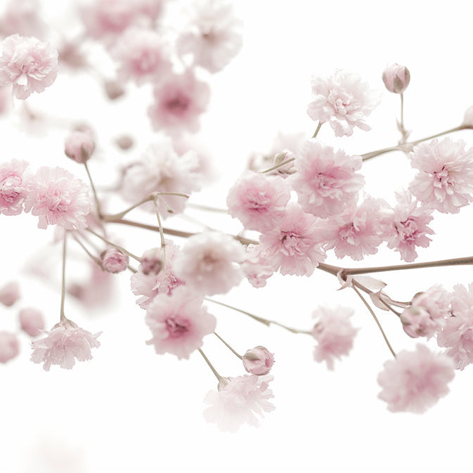 Peel and Stick Wallpaper vs Prepasted Wallpaper: Which Is Better for Your Walls?