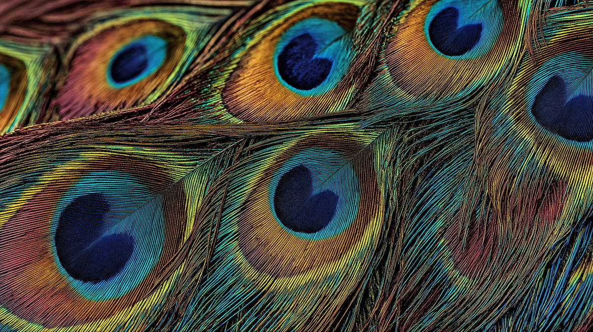 Iridescent Peacock Feather Texture Macro Mural Wallpaper | Luxury Blue Green Gold