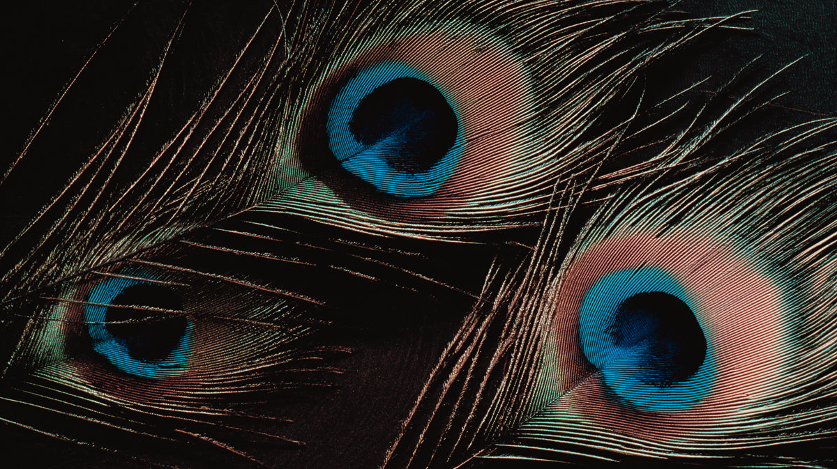 Peacock Feathers Dark Background Macro Mural Wallpaper | Elegant Texture