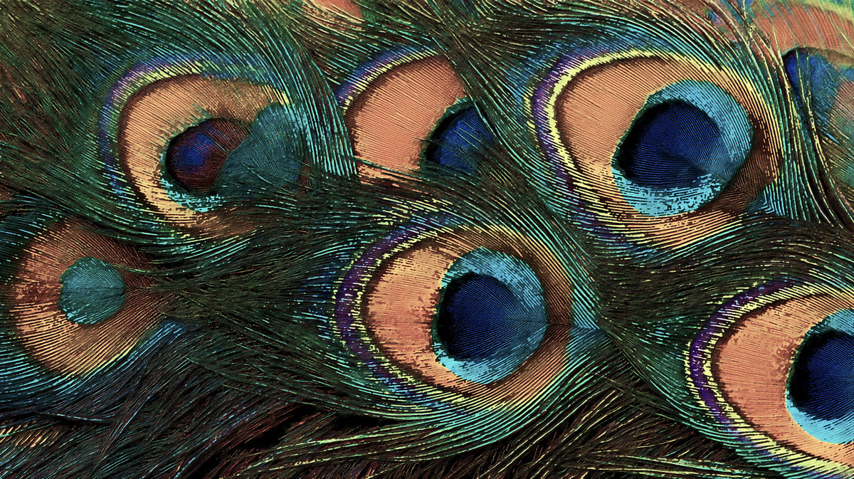 Iridescent Peacock Feather Nature Mural | Vibrant Macro Eye Detail Wallpaper