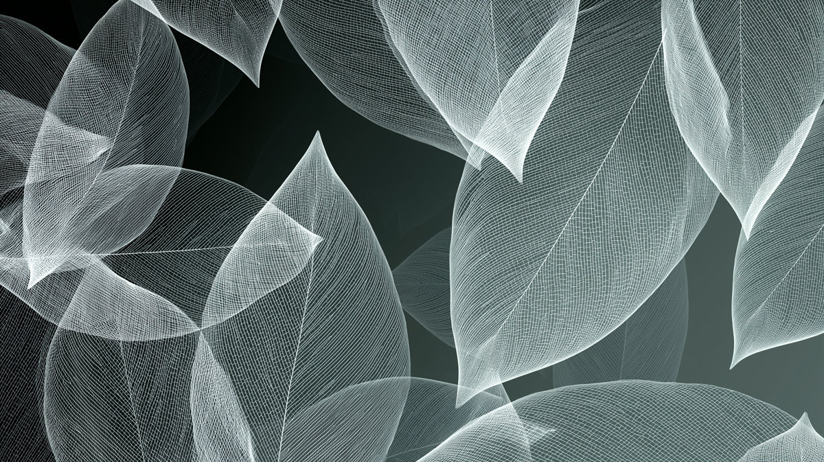 Abstract White Skeleton Leaf Mural | Minimalist Monochrome Botanical Wallpaper