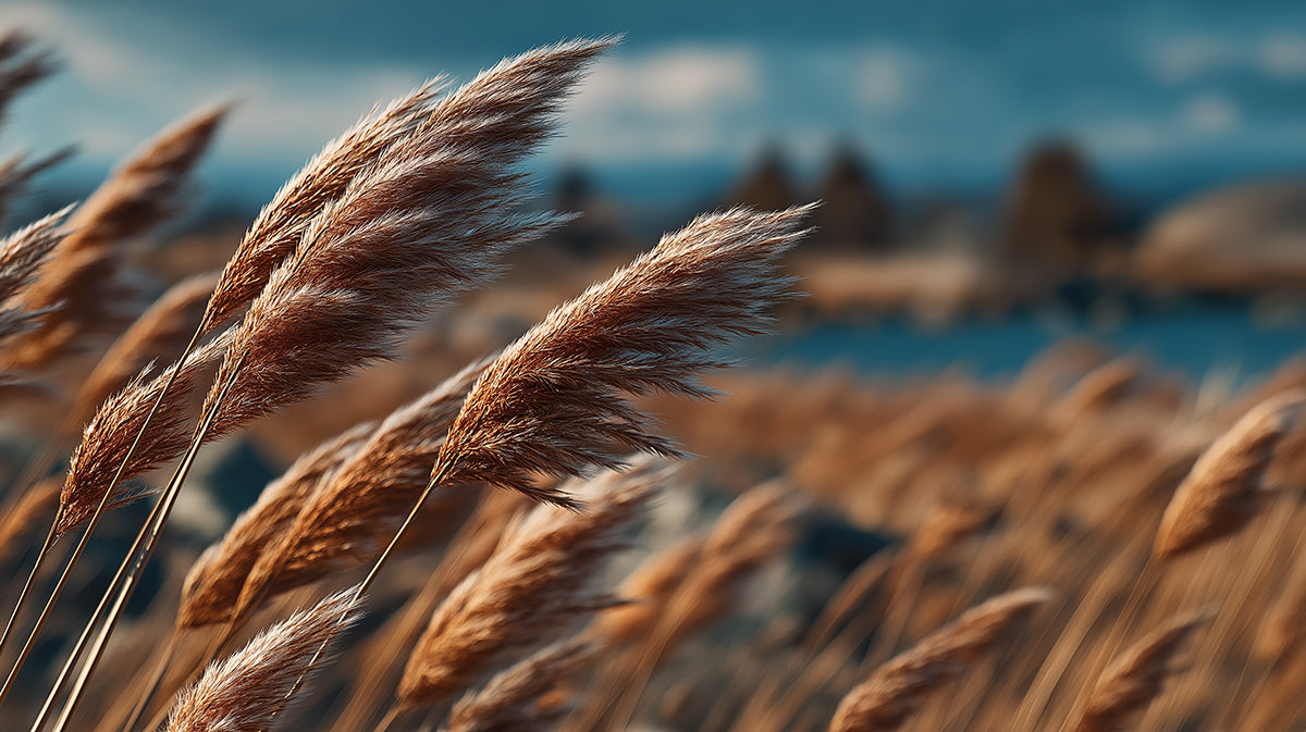 Golden Autumn Pampas Grass Meadow Mural | Soft Texture Nature Landscape