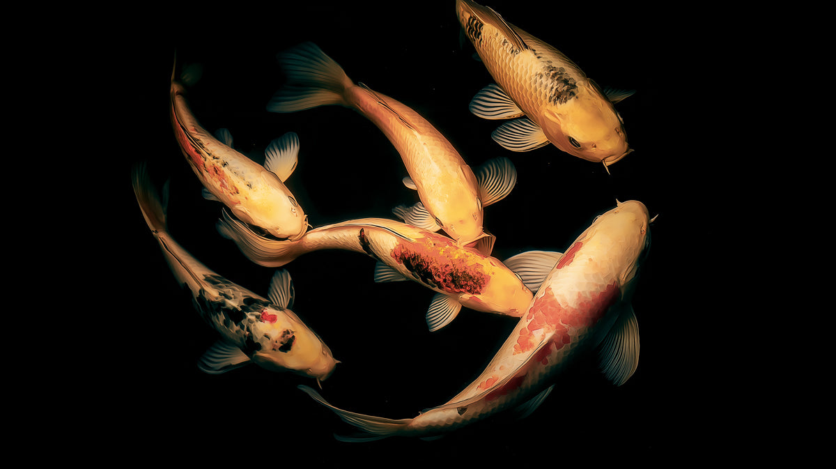 Auspicious Golden Koi Swirl Wall Mural | Traditional Prosperity Symbol & Vibrant Contemporary Fluidity