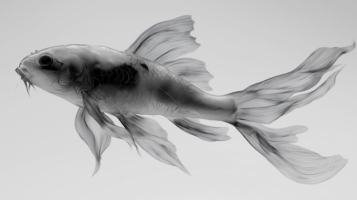 Transparent Ink Koi Silhouette Wall Mural | Elegant X-Ray Style Fluidity & Sophisticated Minimalist Art