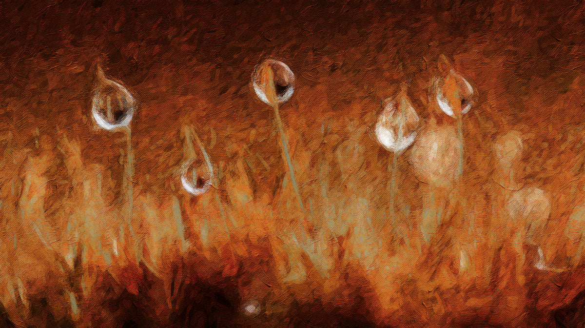 Warm Earthy Moss & Spores Wall Mural | Impressionist Nature Texture & Golden Amber Botanical Art