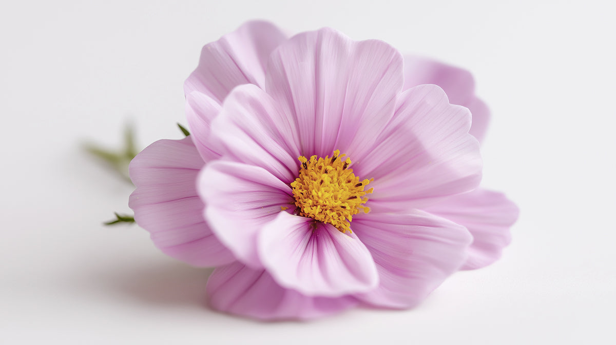 Soft Pink Cosmos Flower - Minimalist Macro Photography Mural