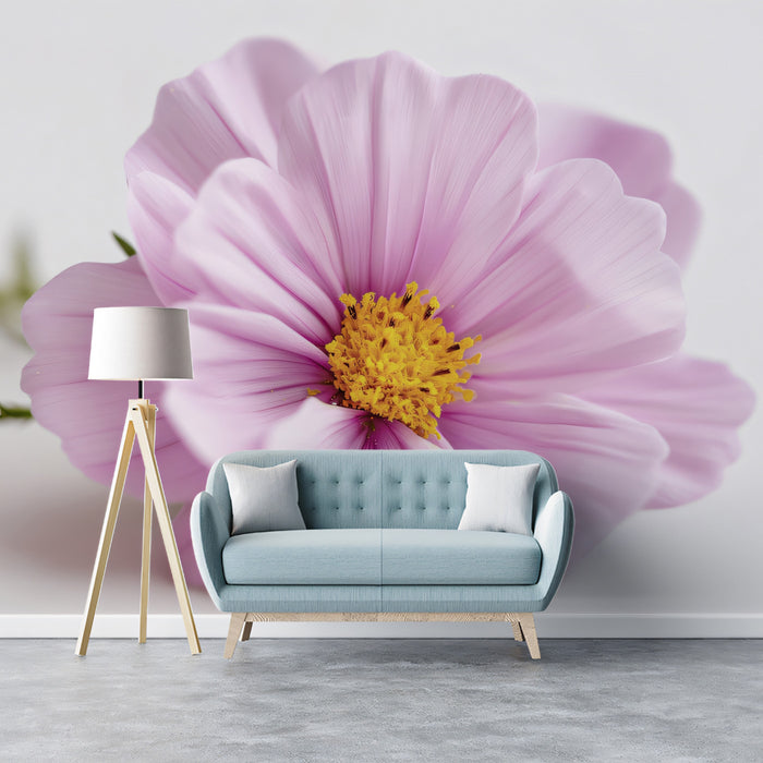 Soft Pink Cosmos Flower - Minimalist Macro Photography Mural