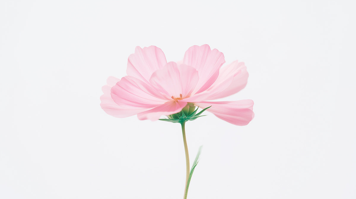 Macro Pink Cosmos Flower Minimalist Mural