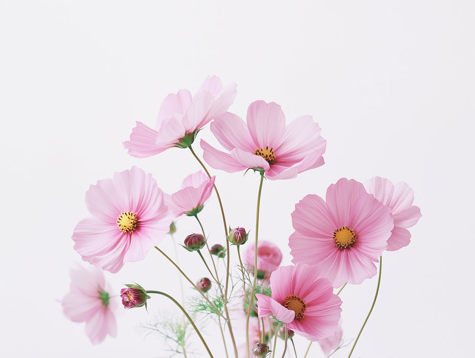 Fresh Pink Cosmos Bouquet White Background Mural