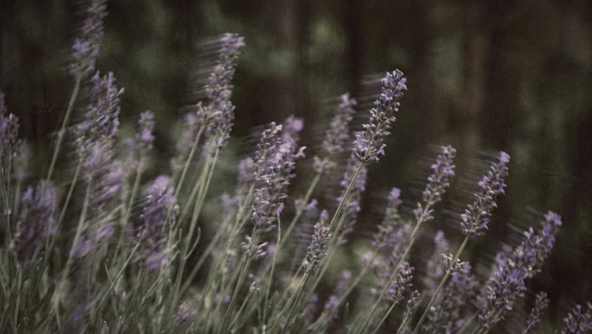 Lavender Field Wallpaper, Romantic Purple Flower Wall Mural, Soft Focus Nature Decor for Wellness Spa