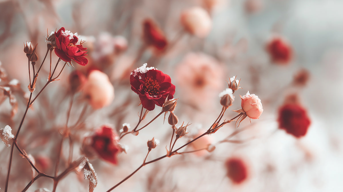 Winter Frosted Red Roses Wall Mural Custom Size, Peel and Stick or Non-Woven, Romantic Floral Wallpaper for Bedroom or cafe