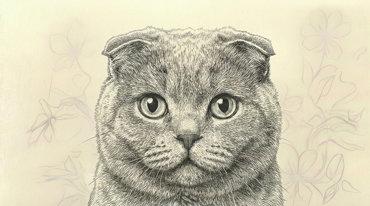 Close-up of a detailed Scottish Fold cat illustration with hand-drawn floral sketches on a parchment background