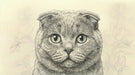 Close-up of a detailed Scottish Fold cat illustration with hand-drawn floral sketches on a parchment background