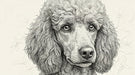 Detailed charcoal line art of a poodle portrait on a soft cream background with subtle floral sketch motifs