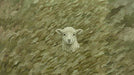 Oil painting style wallpaper pattern featuring a small lamb peeking through thick, olive and sage green impasto brushstrokes