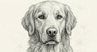 Intricate charcoal ink sketch of a golden retriever with subtle floral outlines on a cream background.