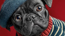 Close-up of a detailed pug wearing a blue beret and striped sweater against a solid deep red background.