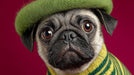 Close up portrait of a pug wearing a green beret and matching striped sweater against a magenta background