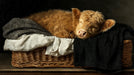 A painterly style mural featuring a sleeping Highland calf in a wicker basket against a dark background.