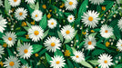 A repeating pattern of white daisies with yellow centers and green leaves on a dark forest green background.