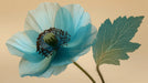 Macro detail of a translucent cyan blue poppy flower against a solid pale oat background
