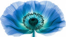 Macro X-ray style image of a blue poppy flower with translucent petals on white