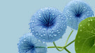 Macro shot of blue dewy botanical flowers with intricate veins on a pale blue background