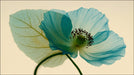 Macro close-up of a blue poppy flower and translucent leaf on cream background