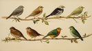 Vintage ornithology wallpaper with eight detailed bird illustrations in earth tones on an aged paper background