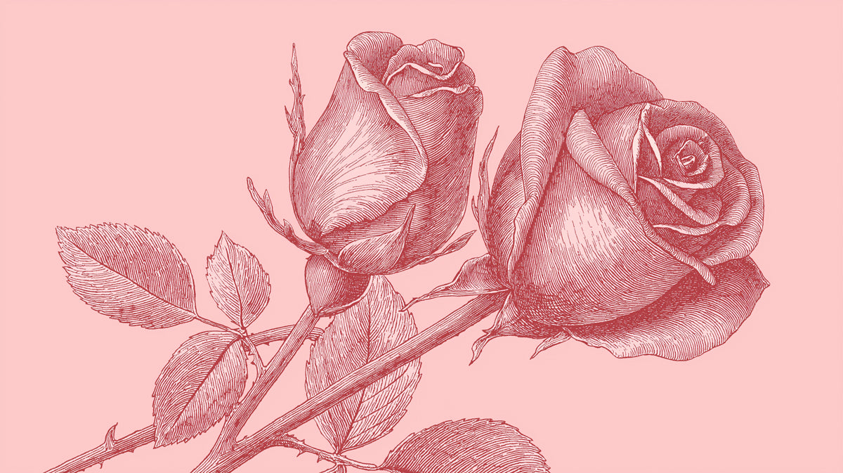 A vintage-style line art drawing of two roses in deep crimson against a soft blush pink background.
