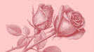 A vintage-style line art drawing of two roses in deep crimson against a soft blush pink background.