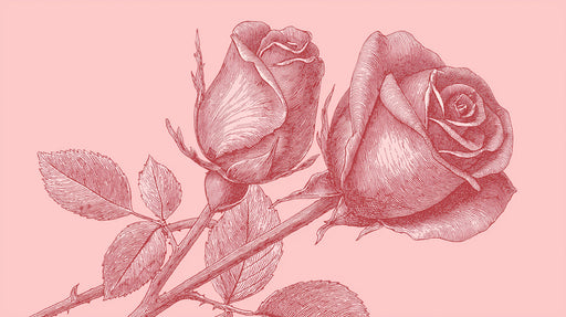 A vintage-style line art drawing of two roses in deep crimson against a soft blush pink background.