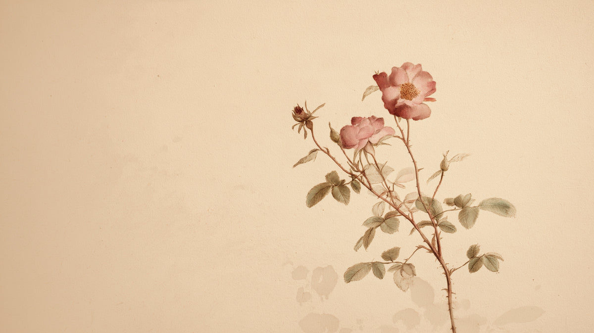A vintage botanical illustration of a single rose branch with dusty pink flowers on a warm parchment background.
