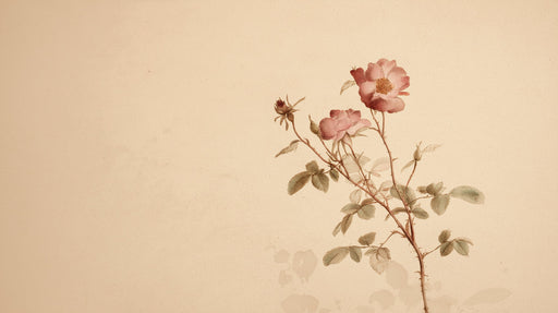 A vintage botanical illustration of a single rose branch with dusty pink flowers on a warm parchment background.