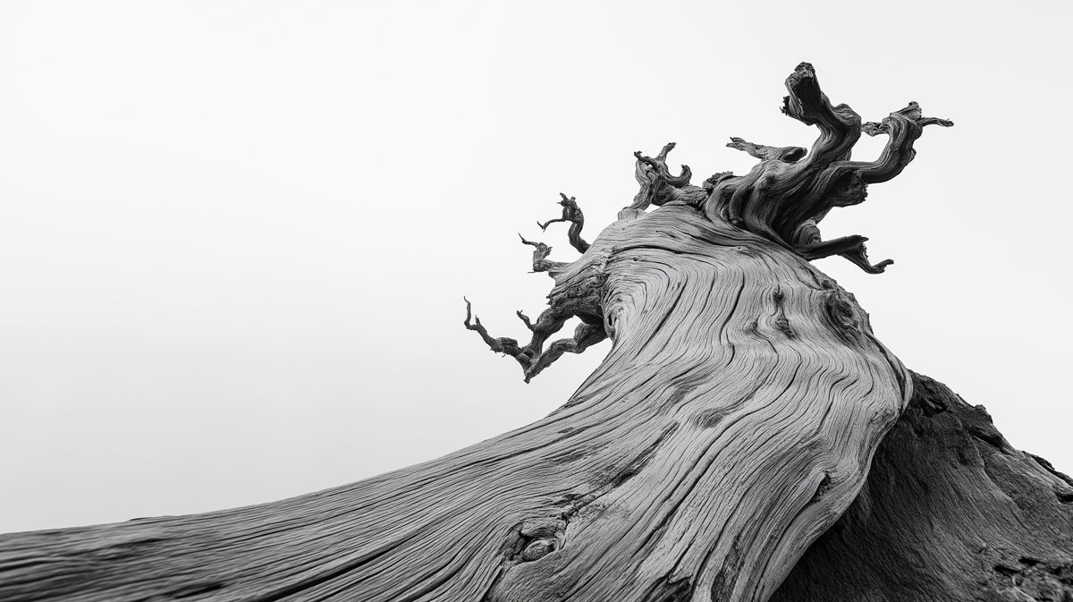 Monochrome macro photography of a gnarled, weathered tree trunk with swirling bark textures against a bright white sky.
