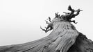 Monochrome macro photography of a gnarled, weathered tree trunk with swirling bark textures against a bright white sky.
