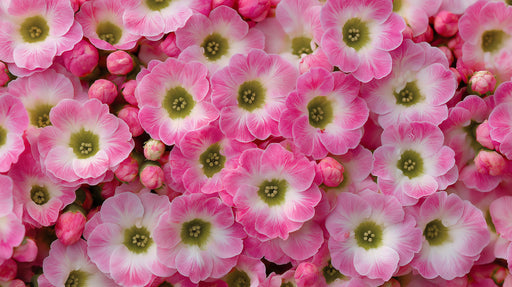 Macro close-up of overlapping pink and white primrose flowers with lime green centers.