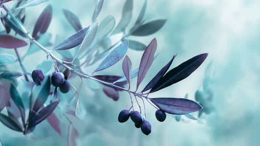 Close up of olive branches with teal and plum leaves against a soft out of focus sky background