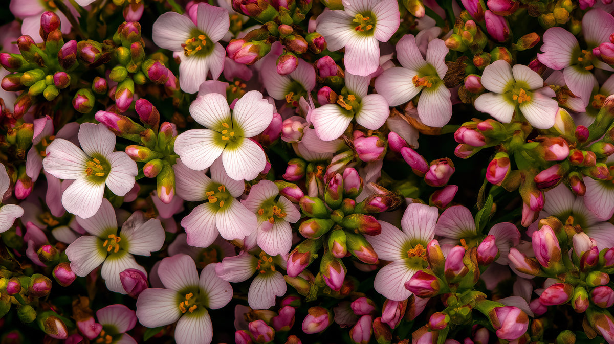 Close-up macro of pink Cuckoo flowers with vibrant olive green buds and stems in a dense floral arrangement
