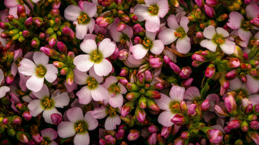 Close-up macro of pink Cuckoo flowers with vibrant olive green buds and stems in a dense floral arrangement