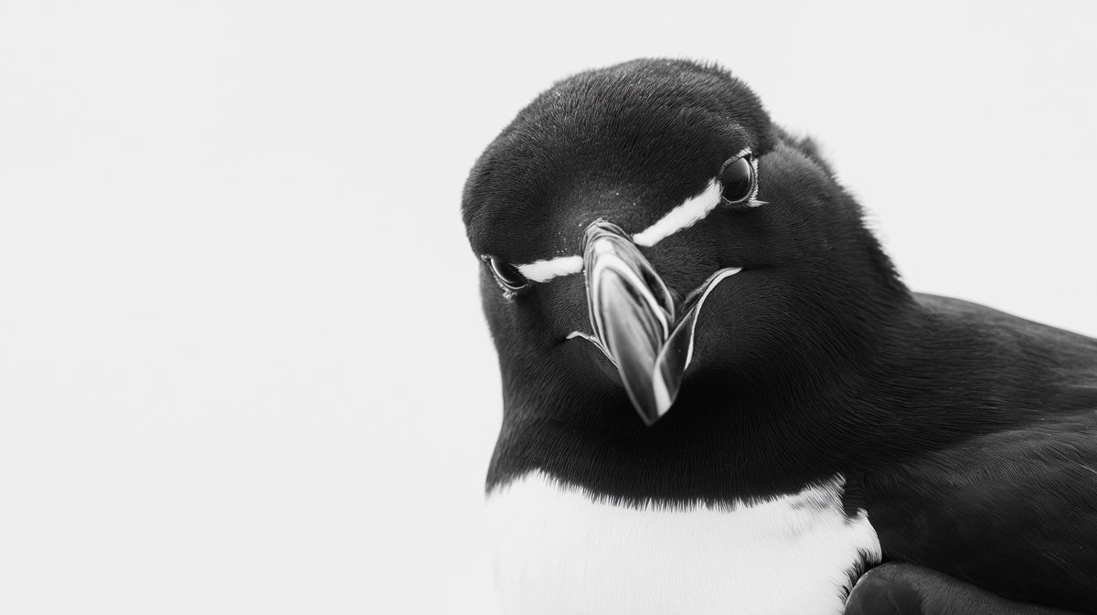 Close up of a razorbill bird head in high contrast black and white with soft feather detail