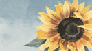 A large watercolor sunflower with golden ochre petals and a dark charcoal center against a soft sky blue wash background.