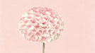 Large watercolor dahlia flower in shades of blush pink and cream on a soft peach background