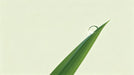 Minimalist mural wallpaper featuring a single green grass leaf with a shiny dew drop against a pale cream background.
