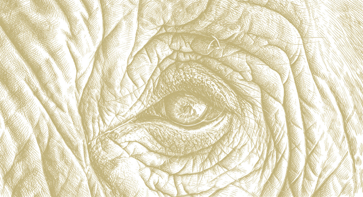 Macro sketch of an elephant eye with intricate skin folds in earthy ochre tones