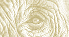 Macro sketch of an elephant eye with intricate skin folds in earthy ochre tones