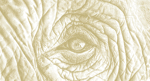 Macro sketch of an elephant eye with intricate skin folds in earthy ochre tones