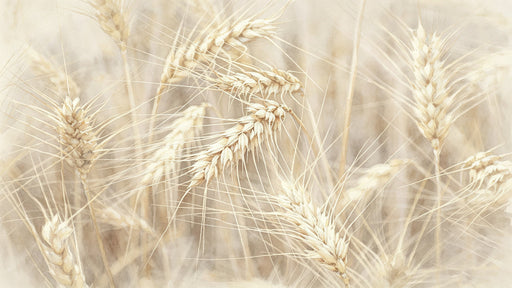 A soft watercolor mural featuring golden wheat stalks in sandy beige, cream, and straw yellow tones with a painterly impressionist style.