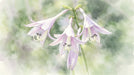 A watercolor painting of three light lavender lily flowers against a soft-focus background of sage and moss green.