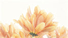 Soft watercolor painting of large orange and amber flower petals against a light cream background